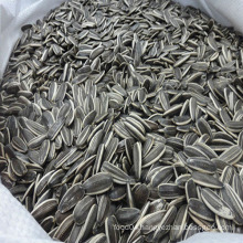 2013 crop China sunflower seed